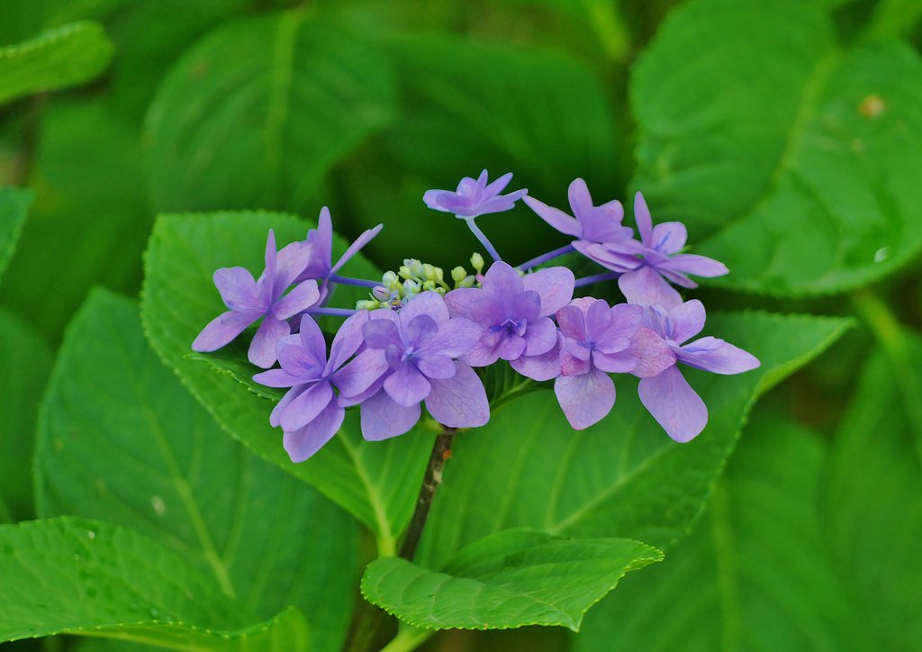 額紫陽花