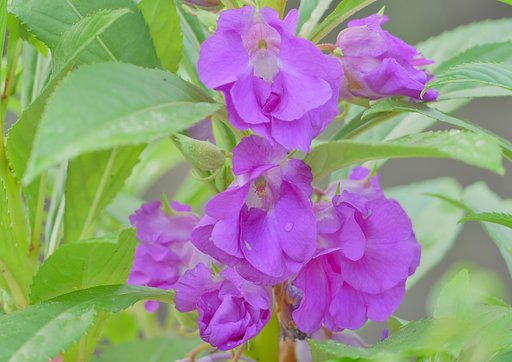 鳳仙花