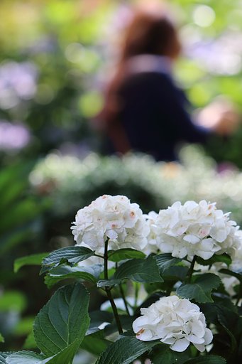 紫陽花シーズン続く