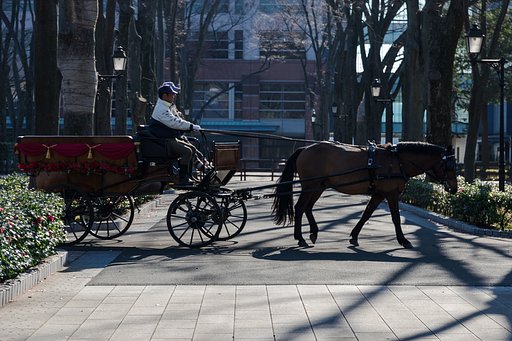 馬車の特訓