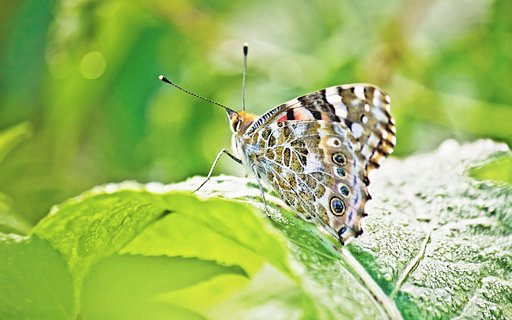【故郷の蝶】朝露の時
