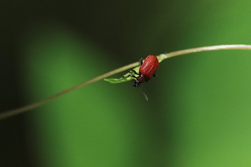 キイロクビナガハムシ