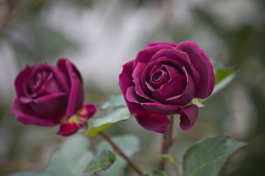 冬咲くと黒薔薇？！