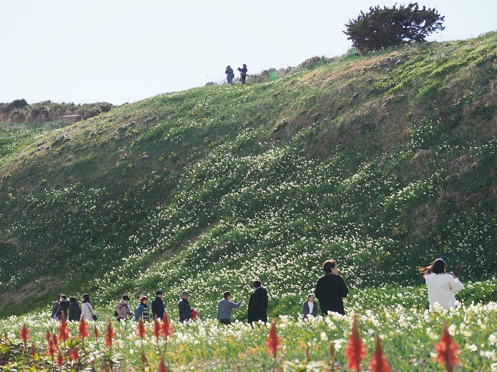 下田「水仙まつり」