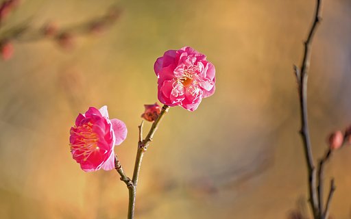 元旦の紅梅