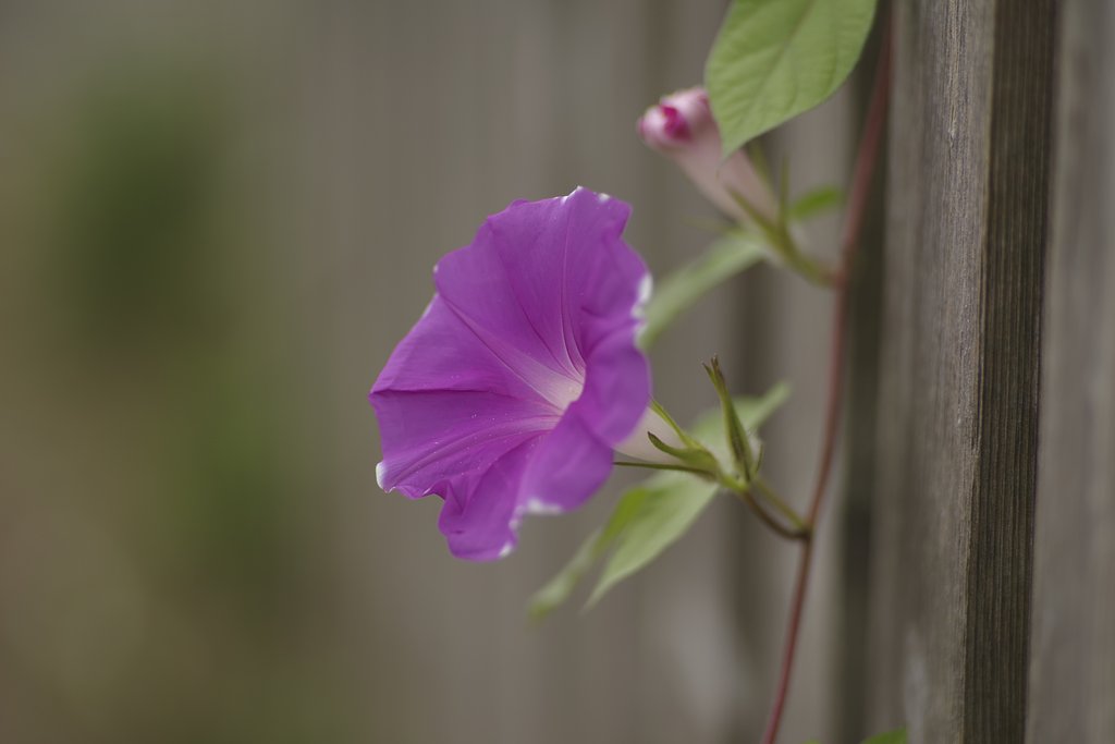 smc PENTAX-A ★135 F1.8