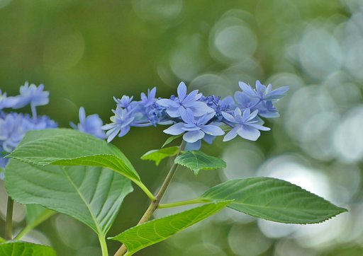 額紫陽花