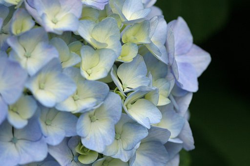 紫陽花
