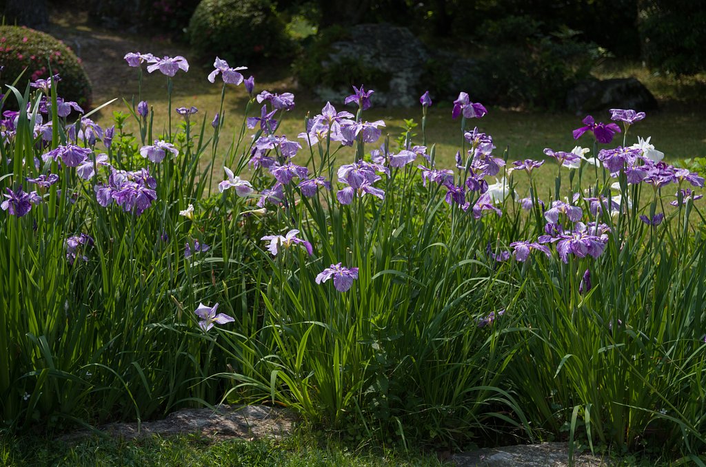 花菖蒲
