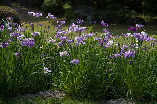 花菖蒲