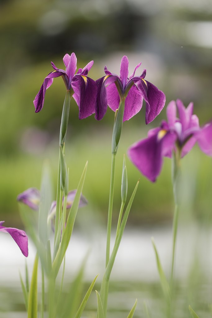 花菖蒲