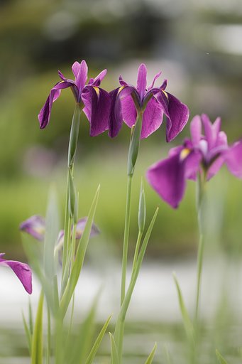 花菖蒲