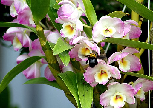 花にクマ蜂が・・