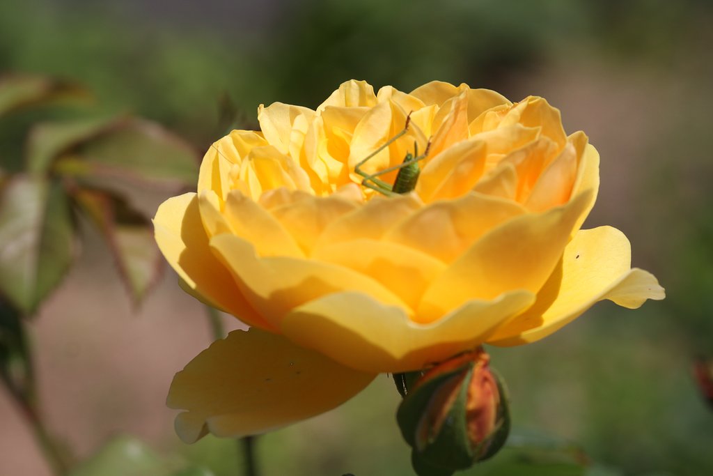 薔薇の花の中で