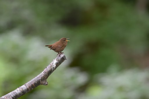 小さな鳥