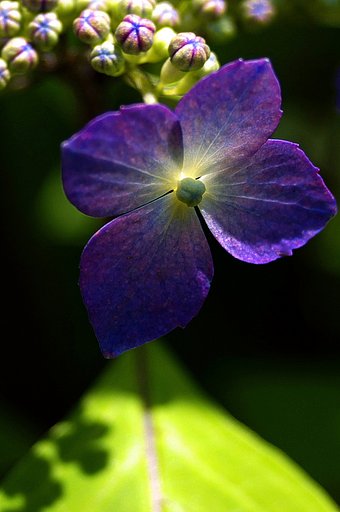 咲き始め（山紫陽花）