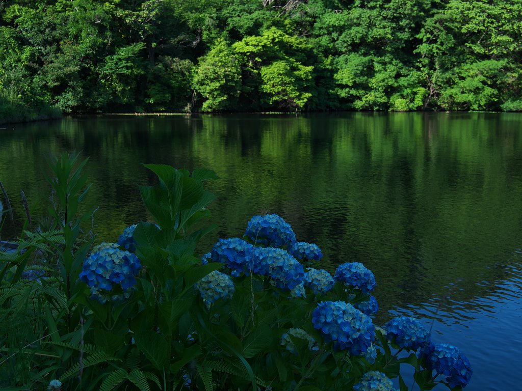 ブルー紫陽花