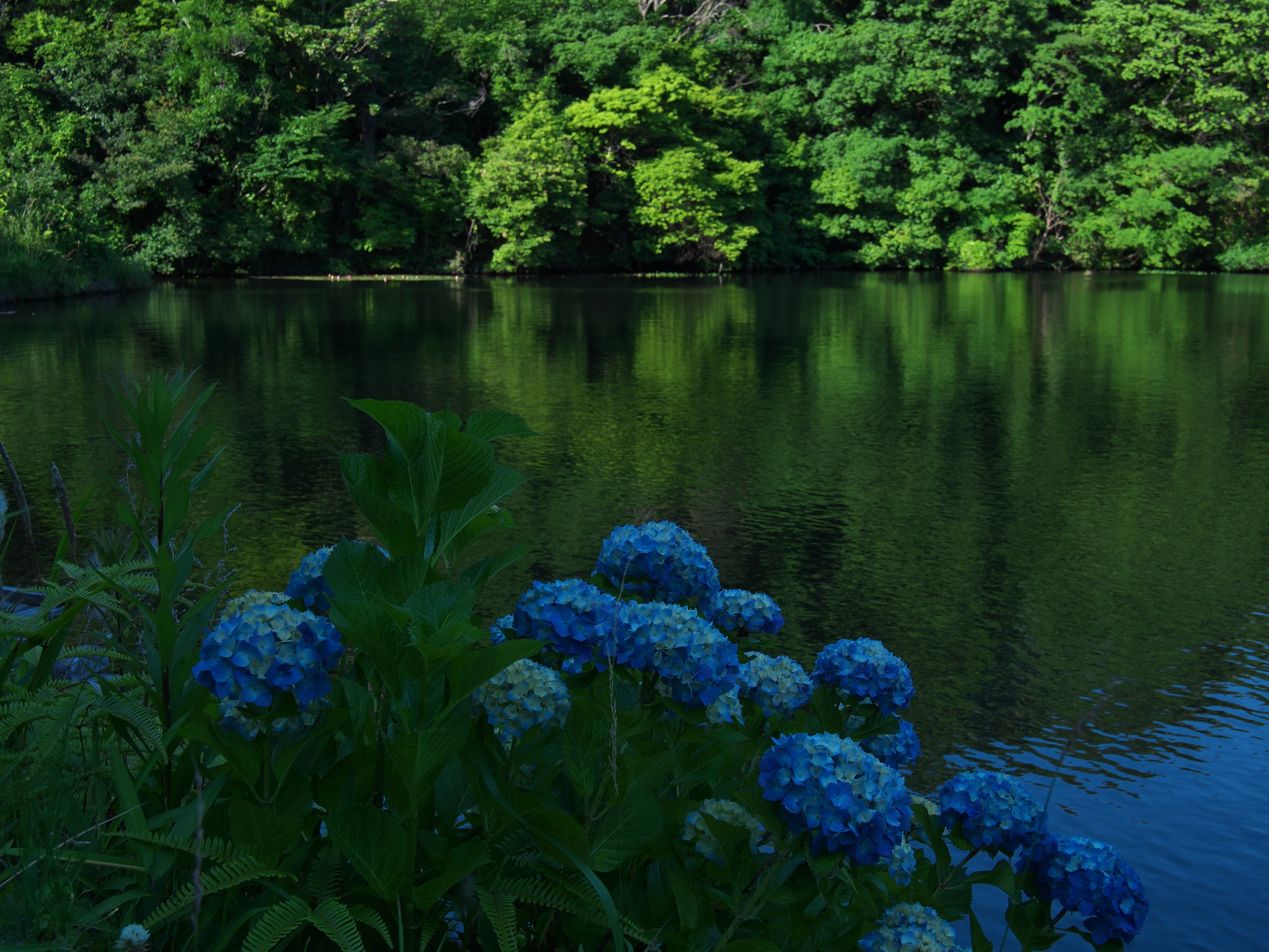 ブルー紫陽花
