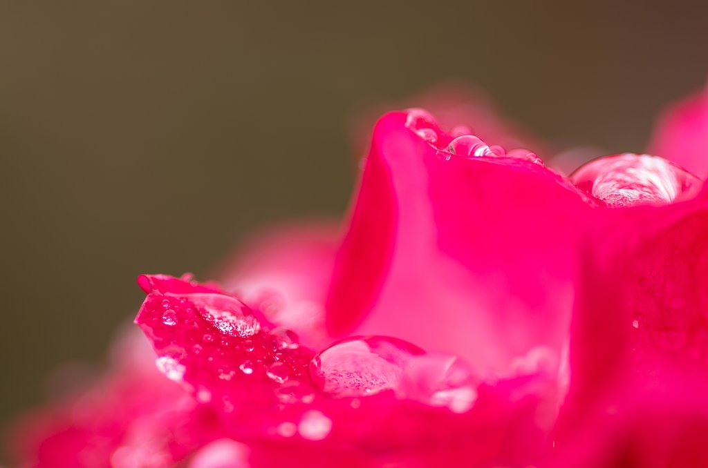 Jewels on roses