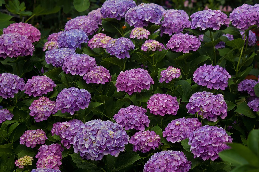 盛華一番