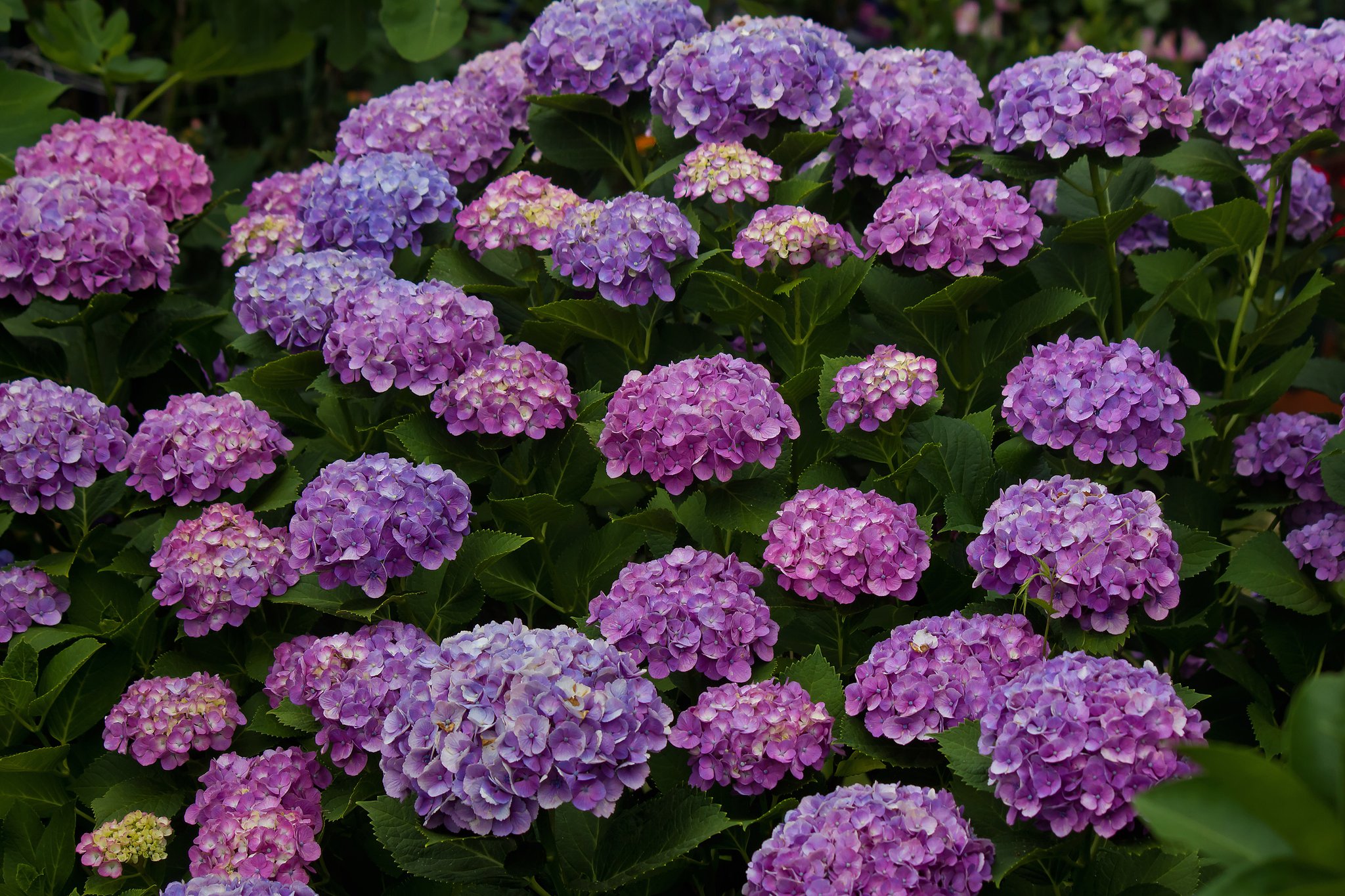 盛華一番