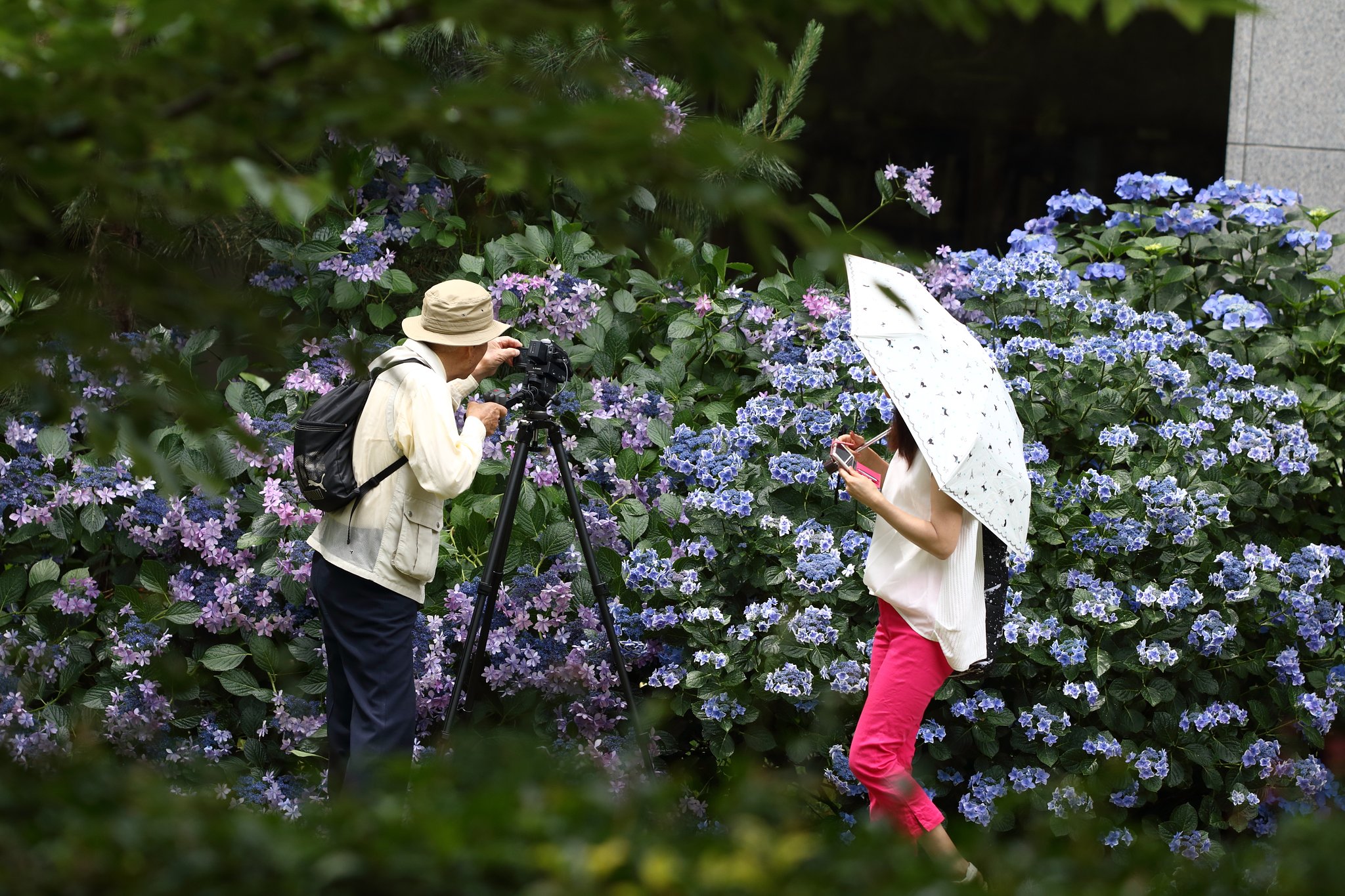 紫陽花に魅せられる人々