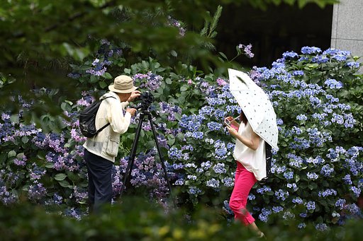 紫陽花に魅せられる人々