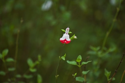 雨のサルビアホットリップス