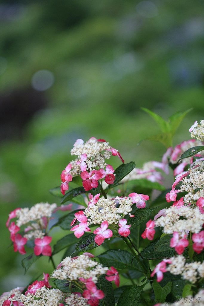 新宮の紫陽花2