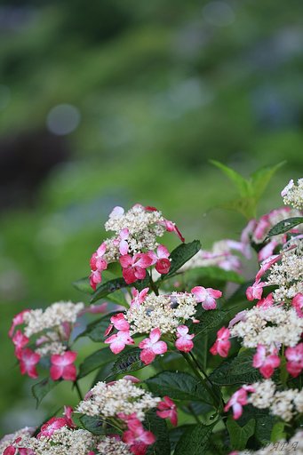 新宮の紫陽花2