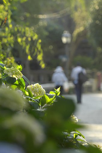 「淡」淡い思い出のペリーロード