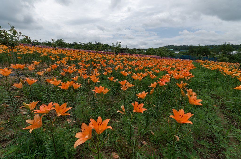 百合園