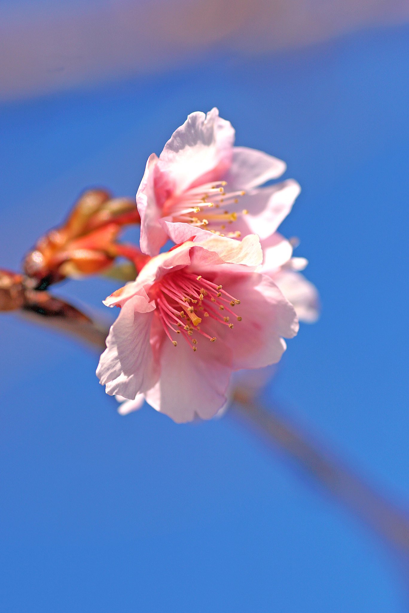 河津桜開花