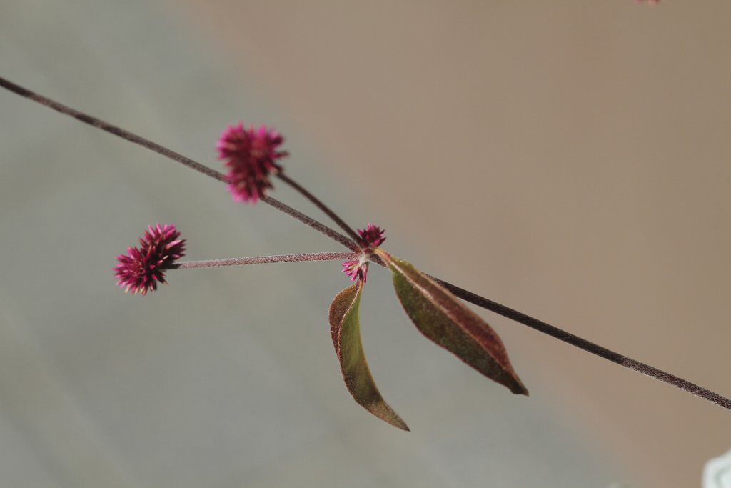 初めての花