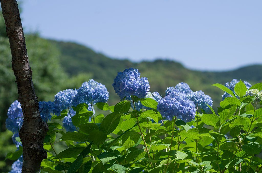夏は来ぬ