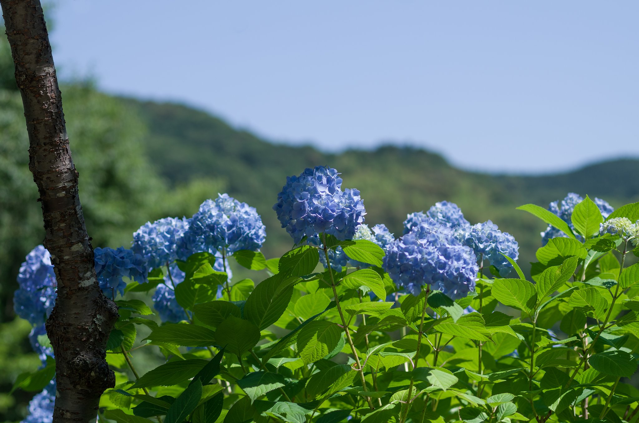 夏は来ぬ