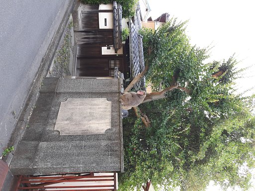 猿が