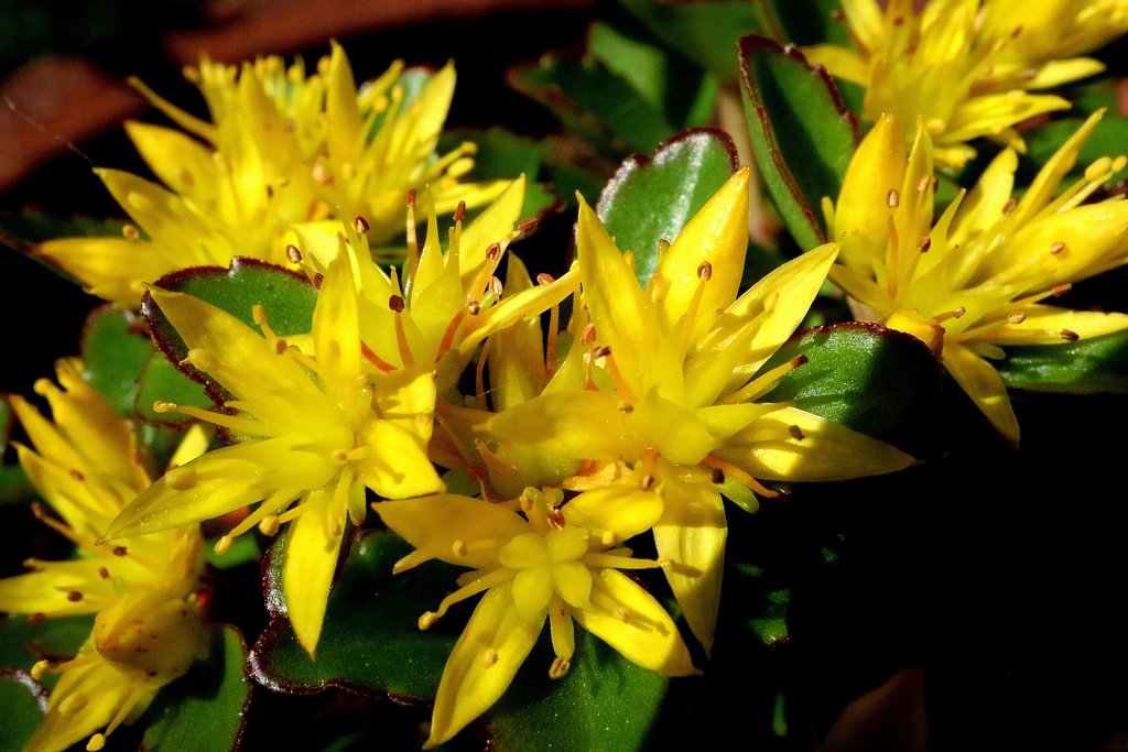 キリンソウの花