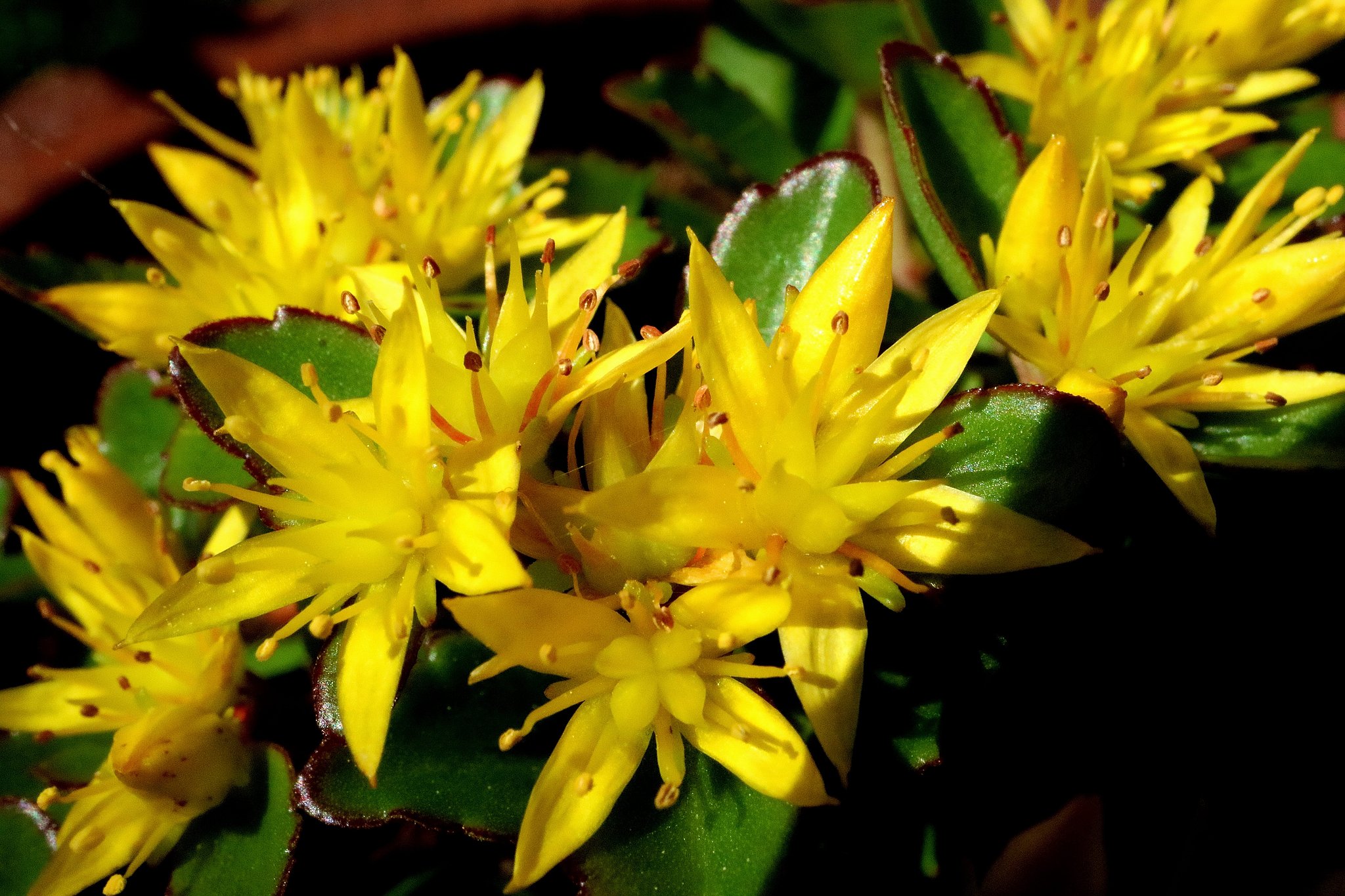 キリンソウの花