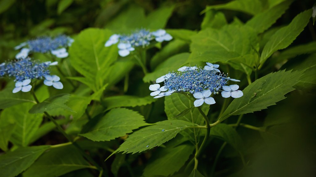 青の山紫陽花
