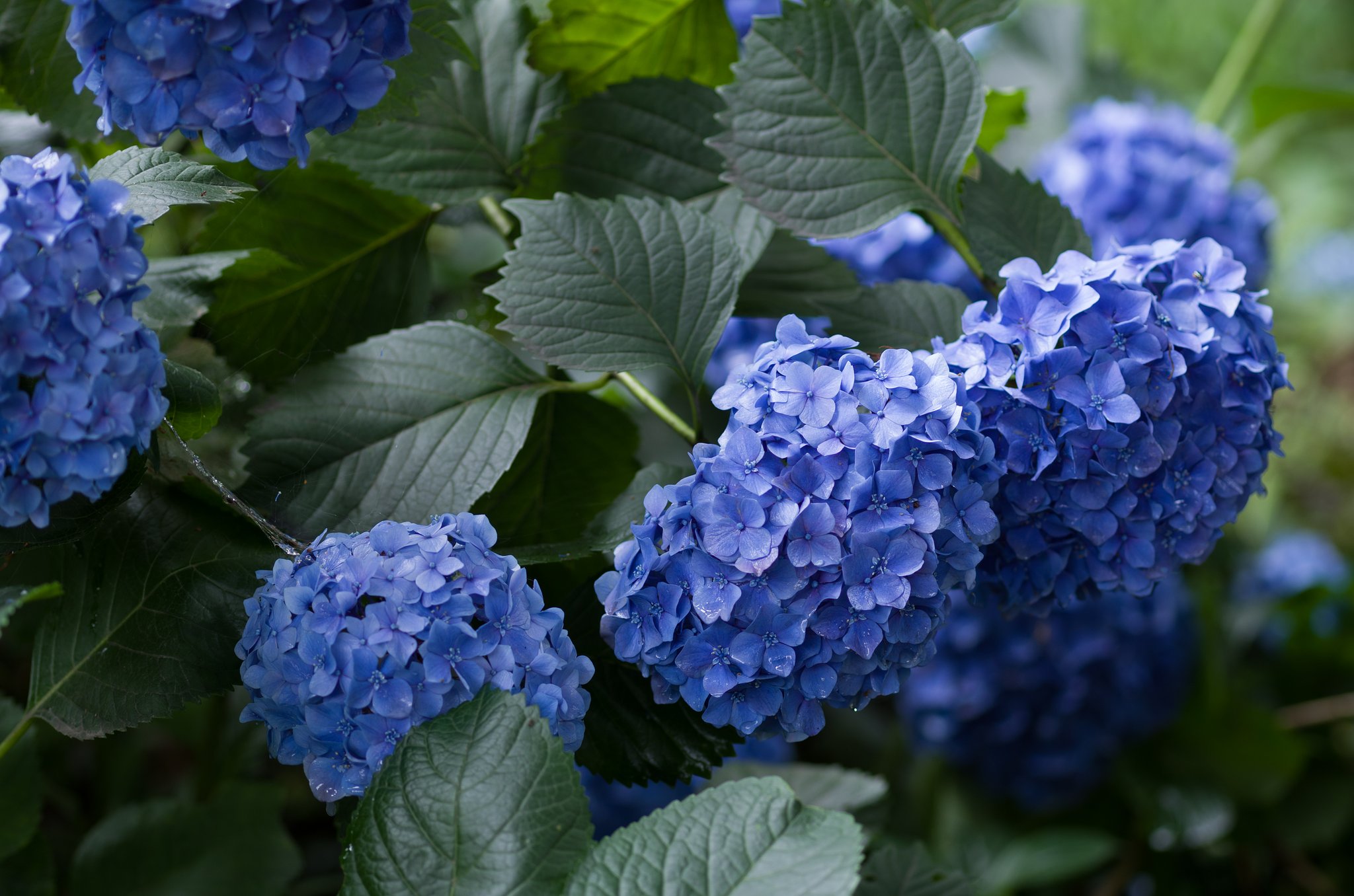 SIGMA MACRO 70mm F2.8