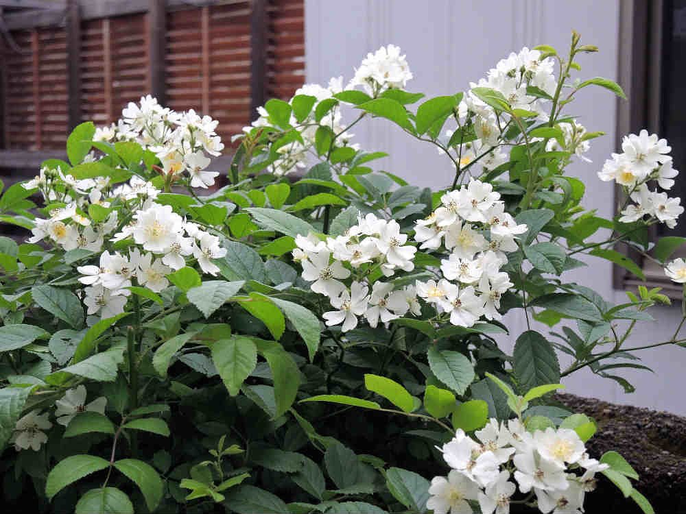 ノイバラ
