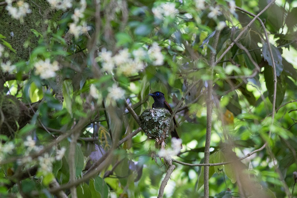 サンコウチョウ