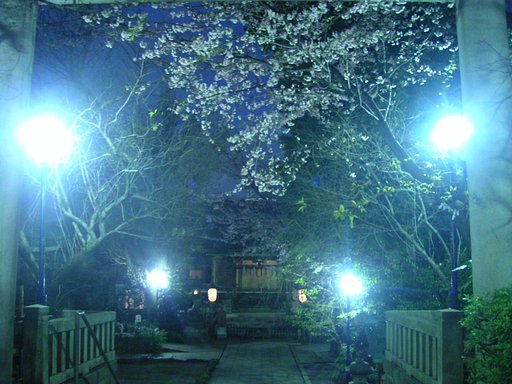 夜桜の雰囲気だけでも・・・
