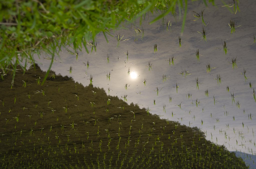 朝の太陽