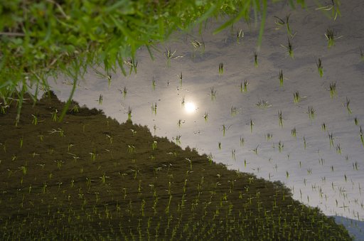 朝の太陽