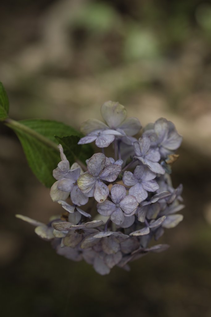 夏の紫陽花