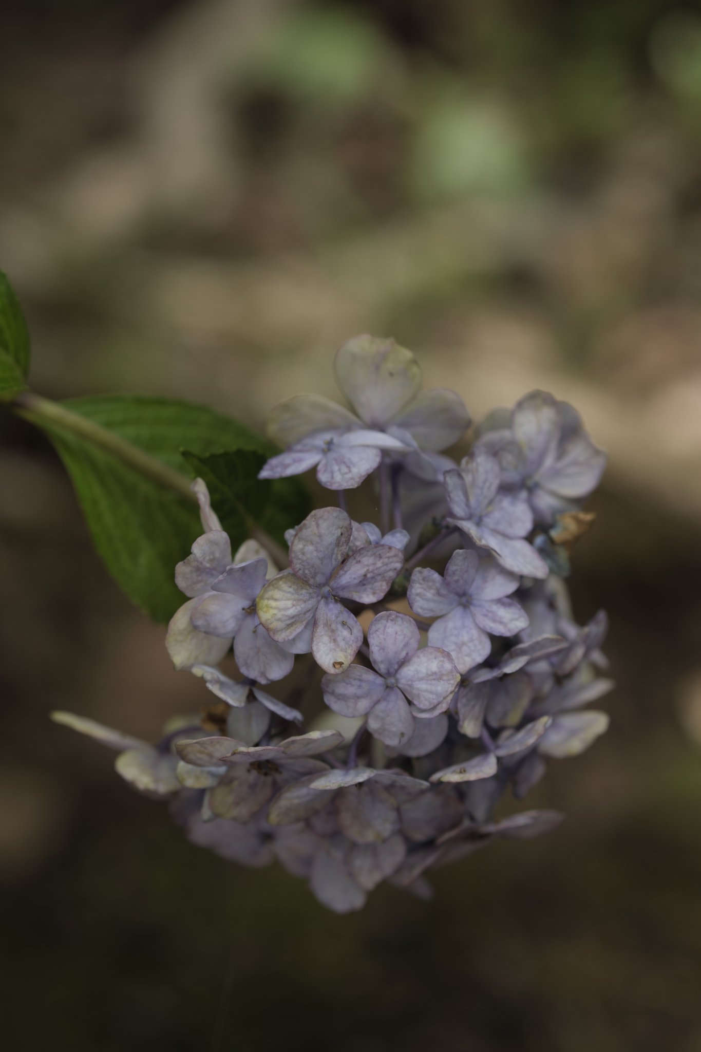 夏の紫陽花