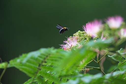 熊蜂飛行4