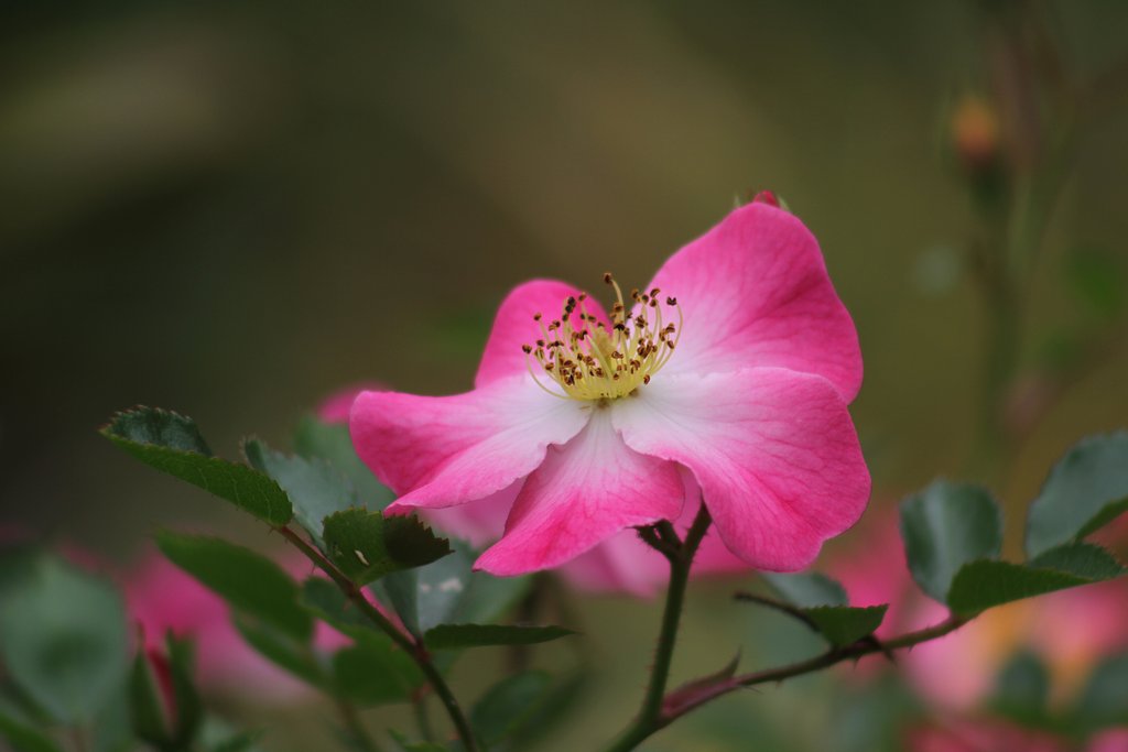 Canon EF75-300mmF4-5.6 USM+EF25Tube